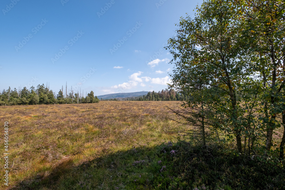 Torfhausmoor bei Torfhaus im Oberharz mit Blick zum Brocken