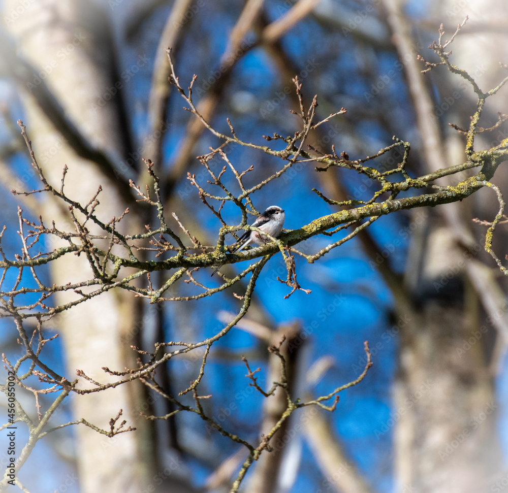 frost on branches frost on branches