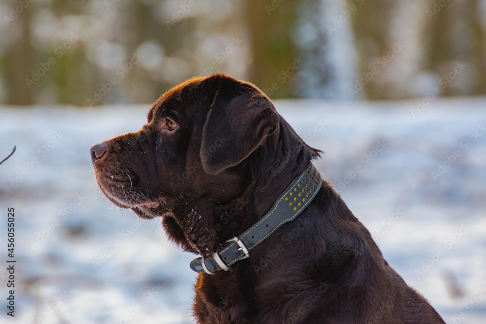 dog in snow