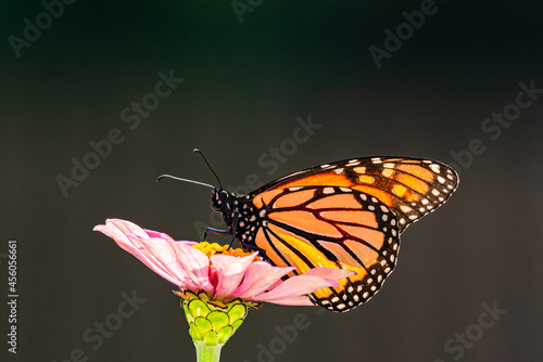 Closeup of monarch butterfly perched on pink zinnia flower with dark background