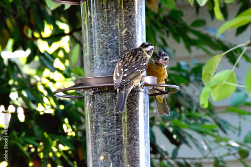 Grosbeak Cardinal Quibble 02 photo