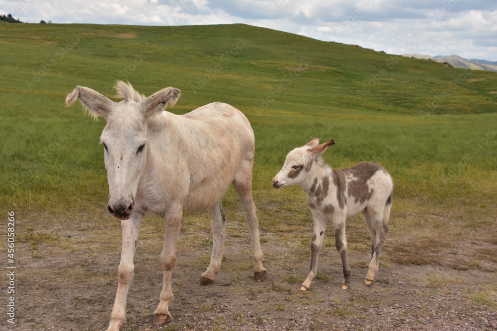 Foal and Mare Burros Standing Together in the Wild Foal and Mare Burros Standing Together in the Wild