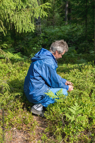 Man collects organic blueberries in the forest.