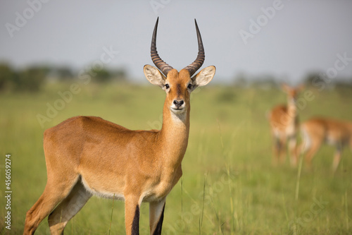 Ugandan kob antelope still in front of green landscape