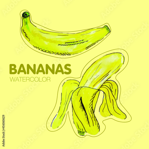 Watercolor bananas, vector illustration, yellow fruits, aquarelle natural fresh product