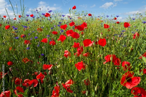 field of poppies