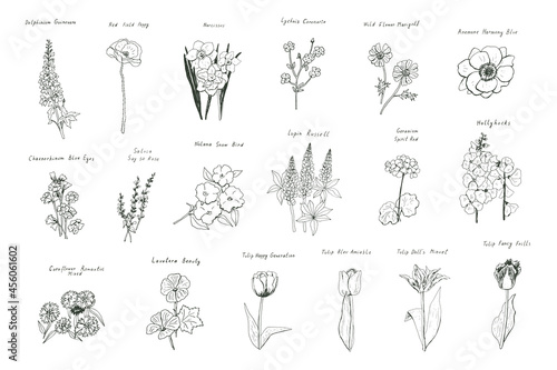 spring flowers vector line illustrations set
