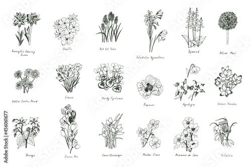 spring flowers line vector illustrations set