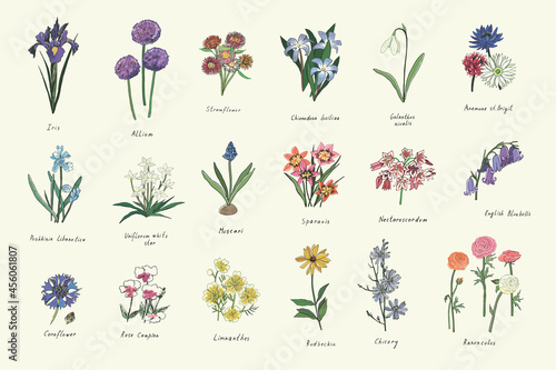 spring flowers vector color illustrations set