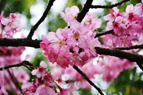 Pink cherry blossom in Taiwan