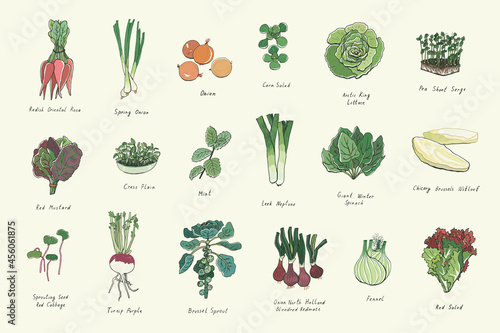 vegetables vector color illustrations set