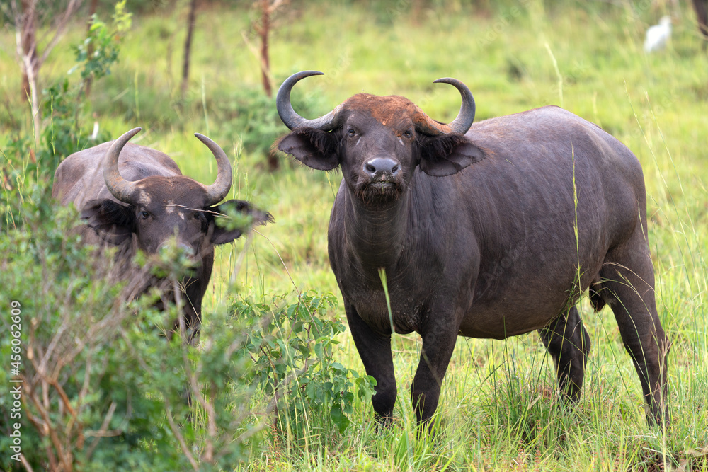 African buffalo, Syncerus caffer