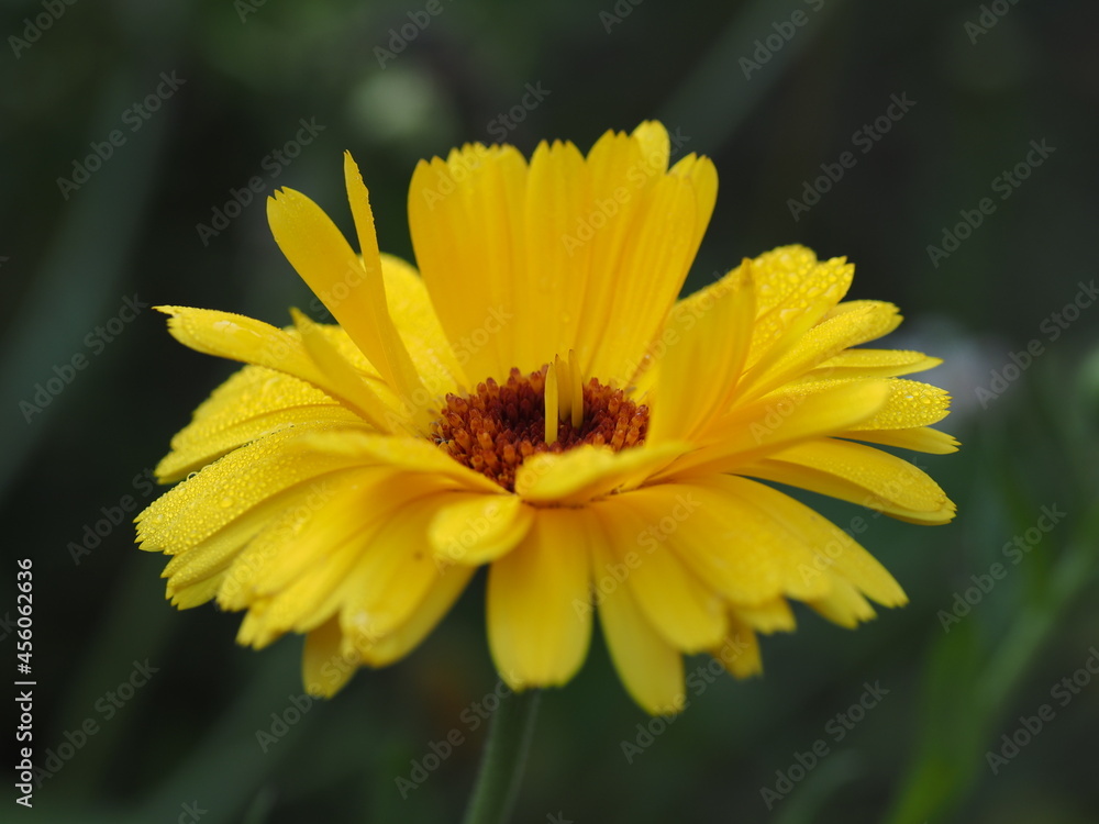 Fototapeta premium Calendula officinalis, die Ringelblume kommt in verschiedenen Farben und Formen vor
