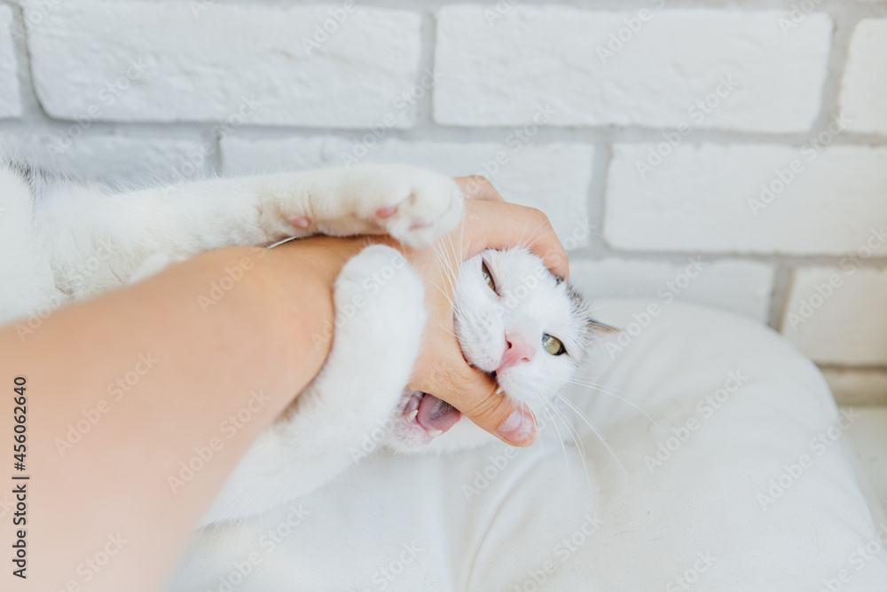 White striped cat playing with hand on white background White striped cat playing with hand on white background