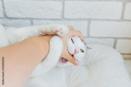 White striped cat playing with hand on white background