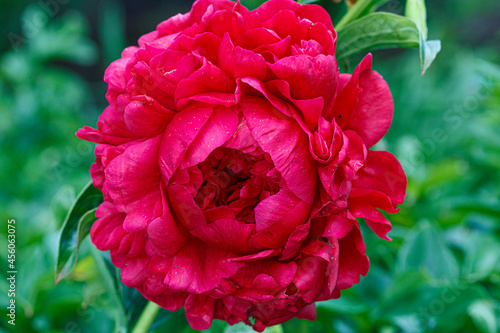 Fototapeta Naklejka Na Ścianę i Meble -  Henry Bockstoce double red  flower peony lactiflora in summer garden, close-up