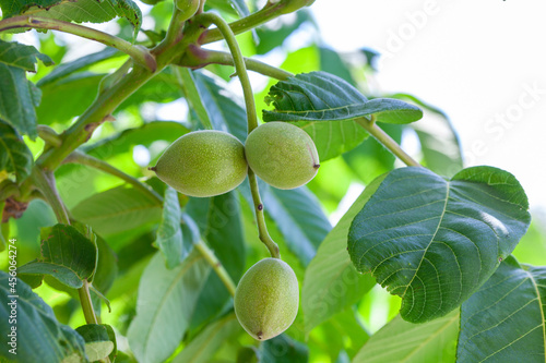 Manchurian walnut (Juglans mandshurica) fruit on tree