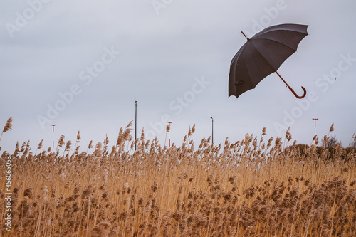 A black umbrella is flying in the sky over the field. Autumn landscape with wheat in the rain and wind