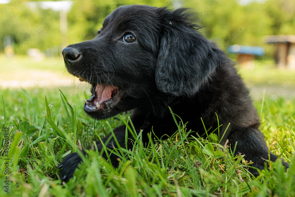 close-up head portrait of a Hovawart puppy in the grass close-up head portrait of a Hovawart puppy in the grass