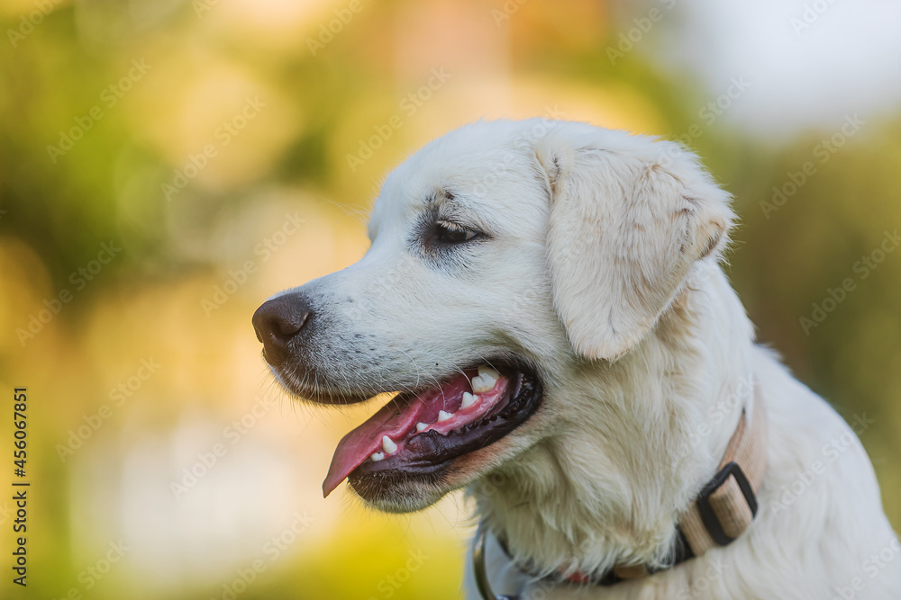 Golden Retriever close-up portrait of cute puppy Golden Retriever close-up portrait of cute puppy