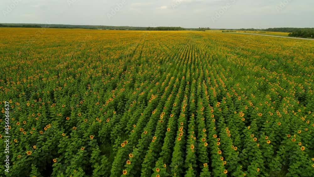 Aerial view, beautiful panorama of a field of blooming sunflowers. Growing sunflower for oil production Aerial view, beautiful panorama of a field of blooming sunflowers. Growing sunflower for oil production