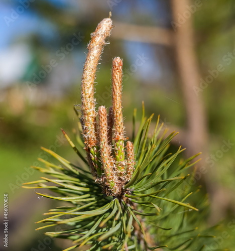 Young shoots on pine branches close-up in summer