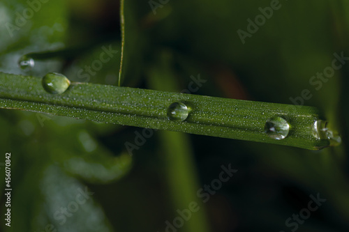 Morning dew drops on a leaf