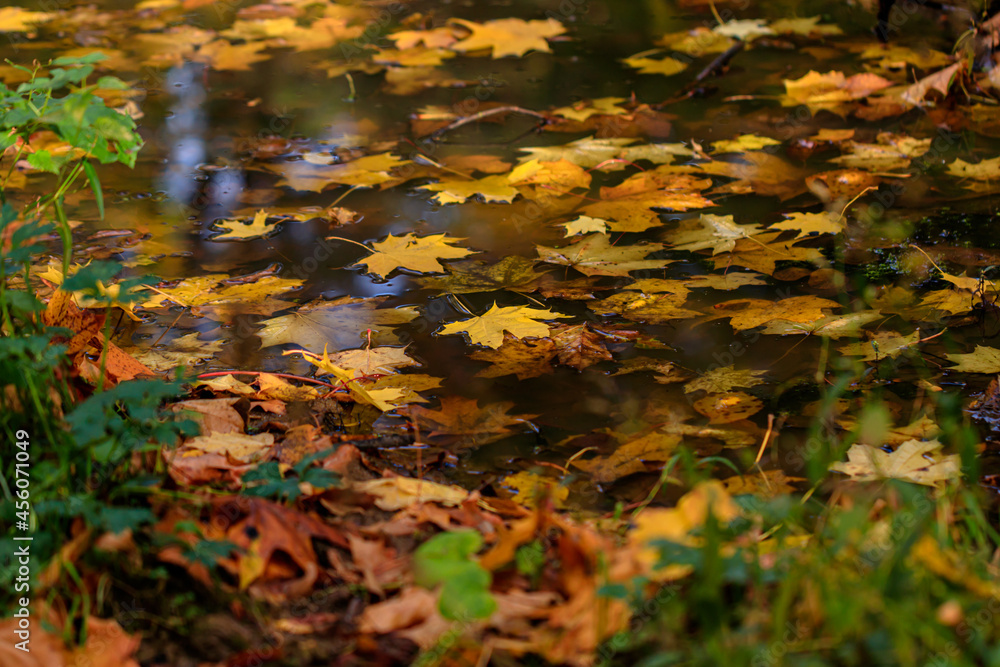 Autumn leaves in a puddle Autumn leaves in a puddle