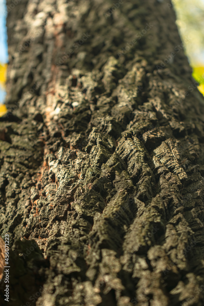 Bark tree in autumn forest Bark tree in autumn forest