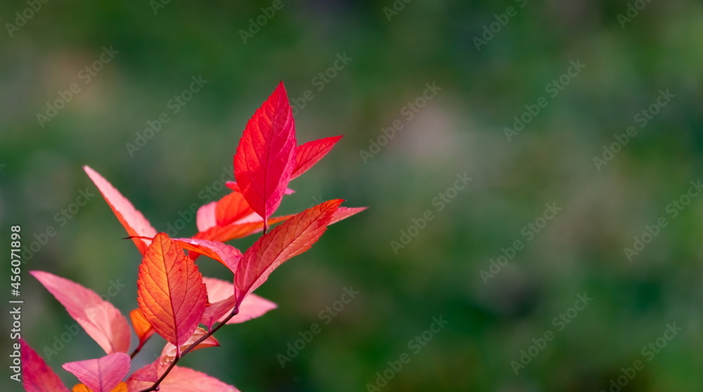Bush branch with red leaves on green background in autumn Bush branch with red leaves on green background in autumn