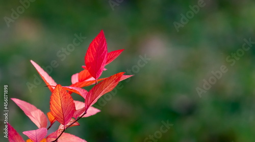 Bush branch with red leaves on green background in autumn
