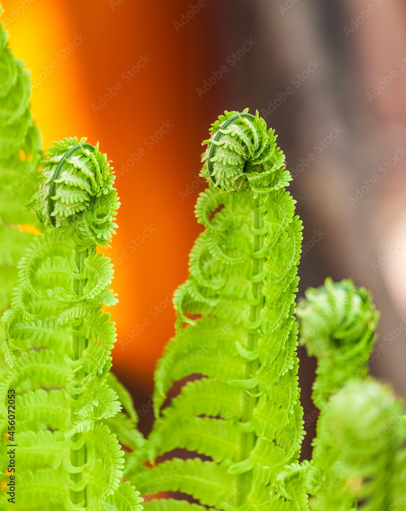 Young green fern shoots close up on orange background