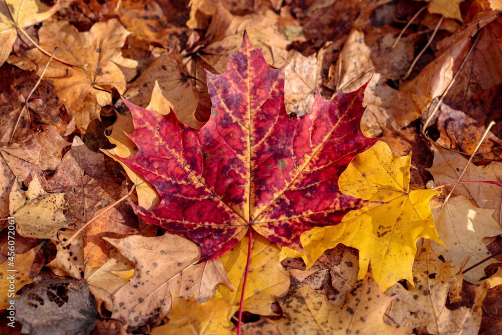 Autumn leaves on the ground in the forest