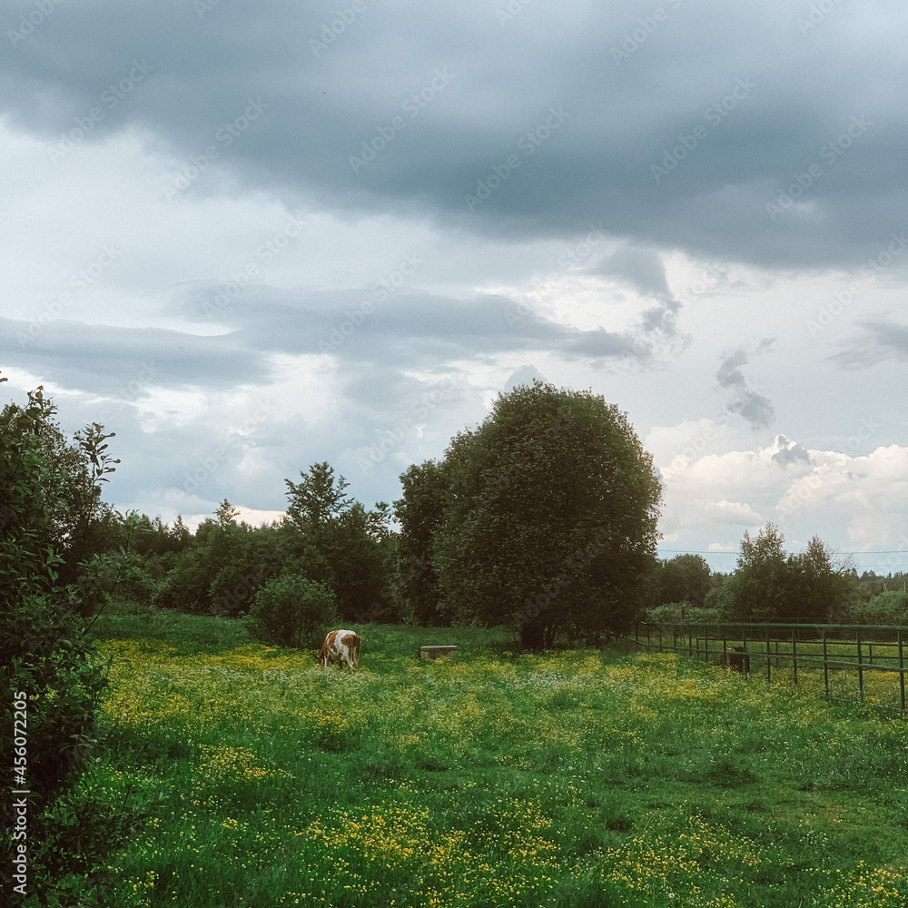 nature, summer, green grass, trees and bushes, a cow is standing at the edge of the forest, small yellow flowers grow in the grass environment, the sky is dark, thick, fat, a green iron fence is on th nature, summer, green grass, trees and bushes, a cow is standing at the edge of the forest, small yellow flowers grow in the grass environment, the sky is dark, thick, fat, a green iron fence is on th