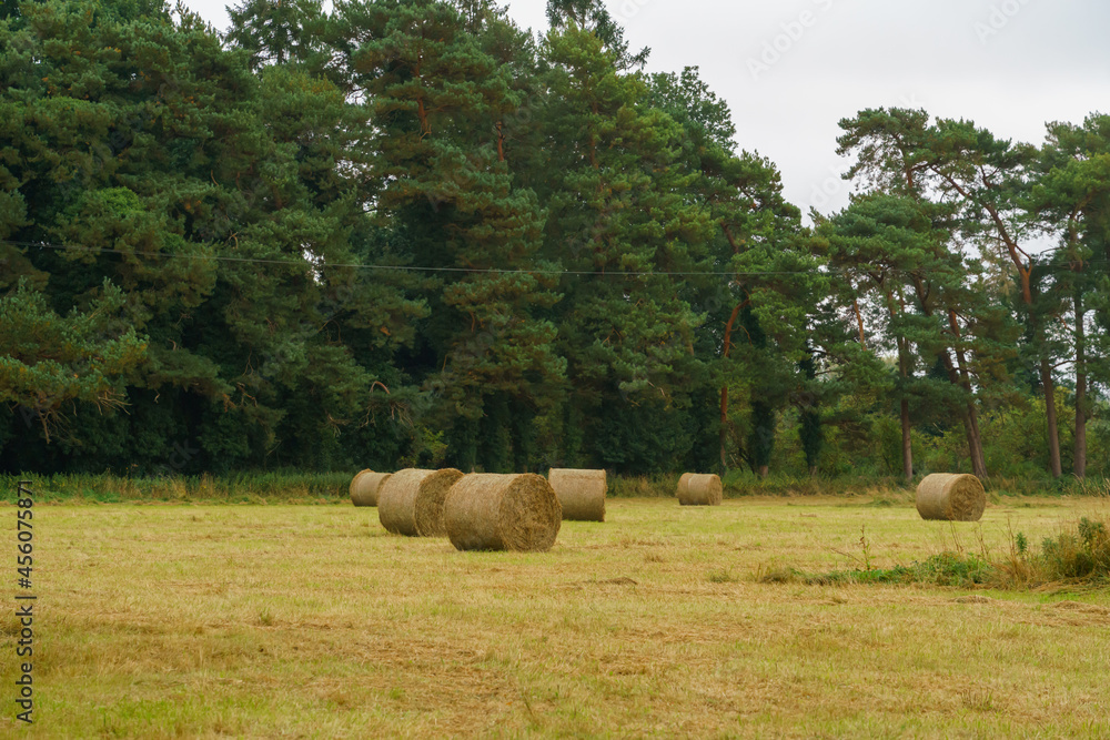 Round hay bales await collection in the field on Salisbury Plain chalklands Wilts UK Round hay bales await collection in the field on Salisbury Plain chalklands Wilts UK