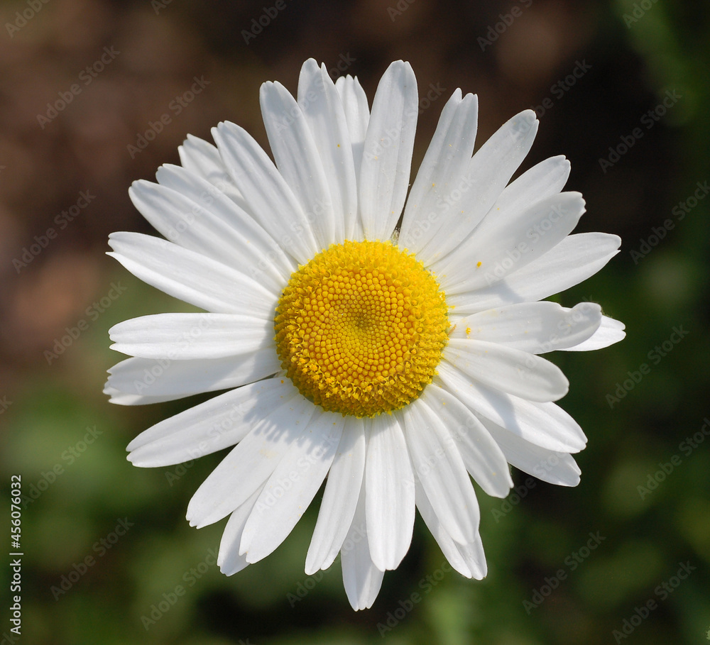 Fototapeta premium daisy flower
