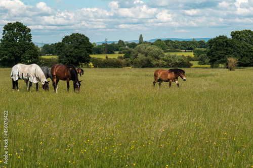Horses on a grass field