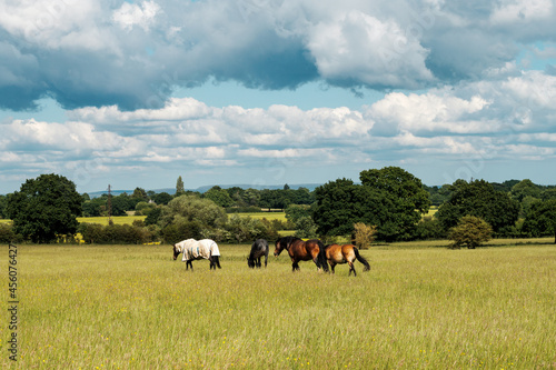 Horses on a grass field © estherpoon