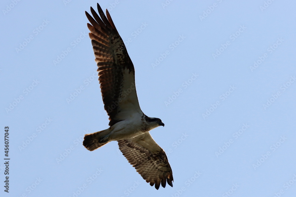 Fototapeta premium vol plané de balbuzard pêcheur dans un ciel bleu pâle
