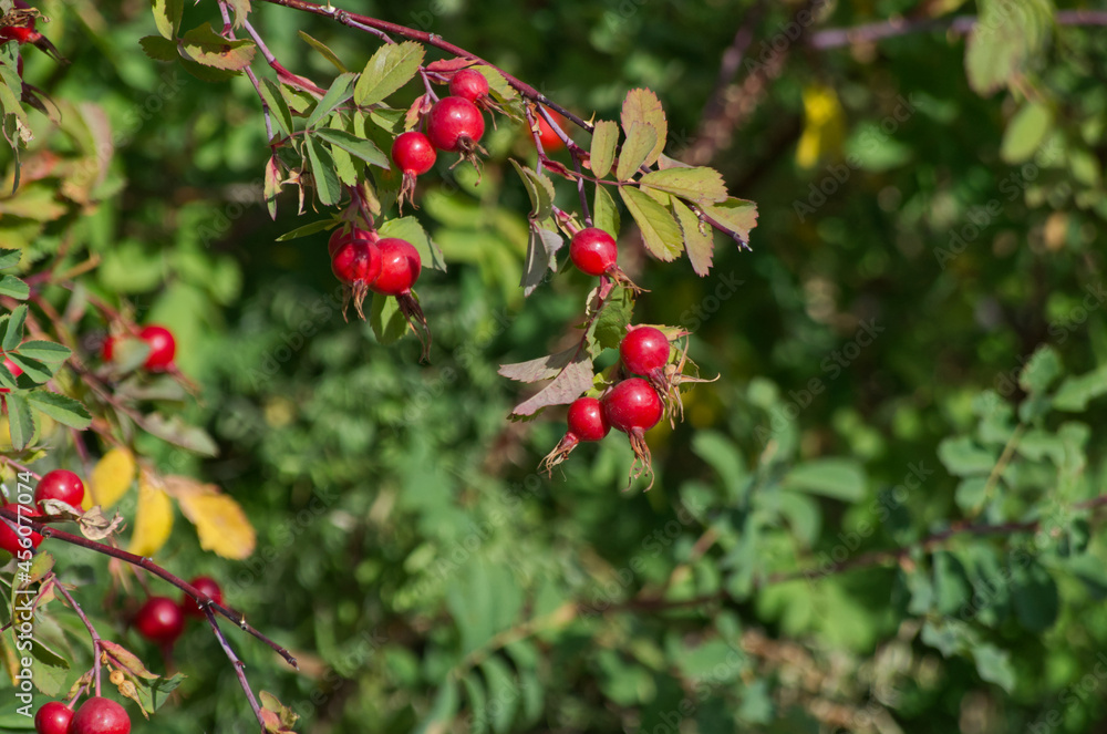 Red Rose Hips in the Summer