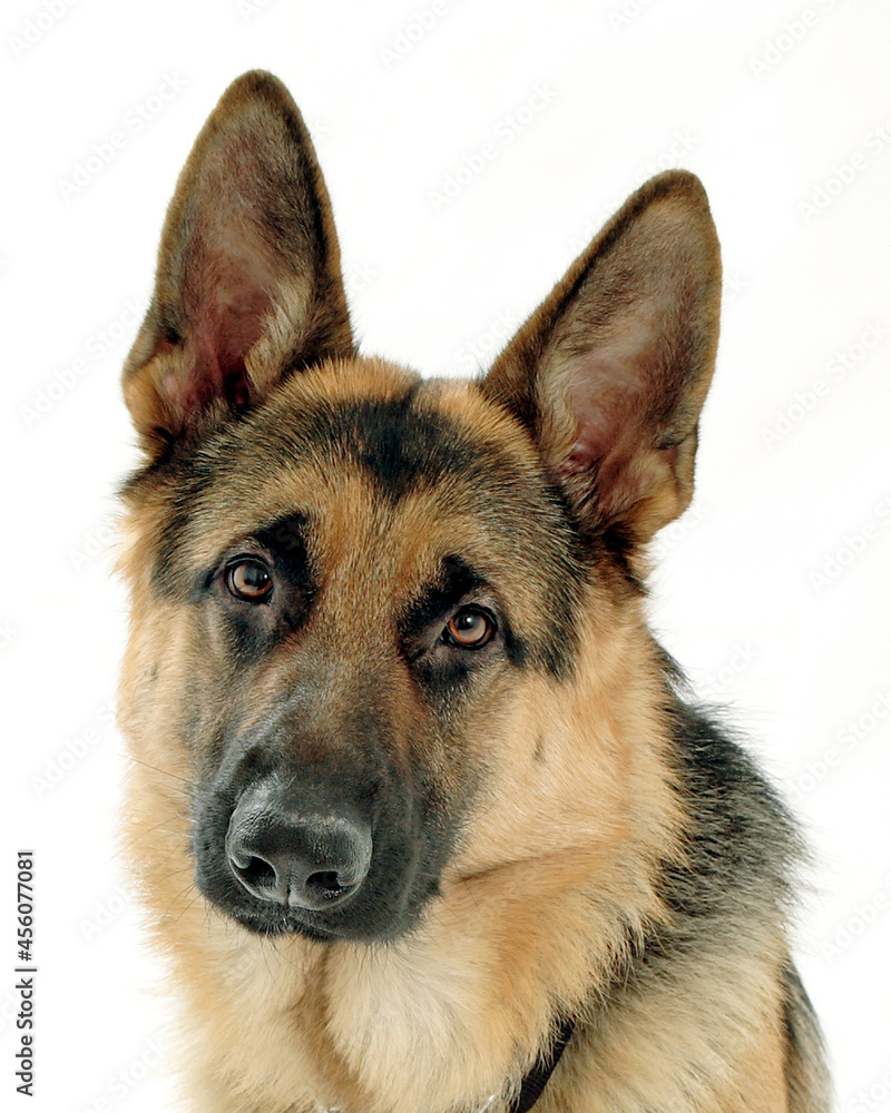 german shepherd dog