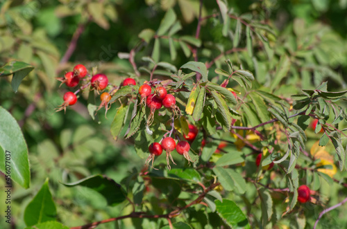 Red Rose Hips in the Summer