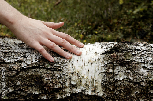 Woman hand touch fallen birch tree trunk in natural forest. Nature connection concept. © Fotema
