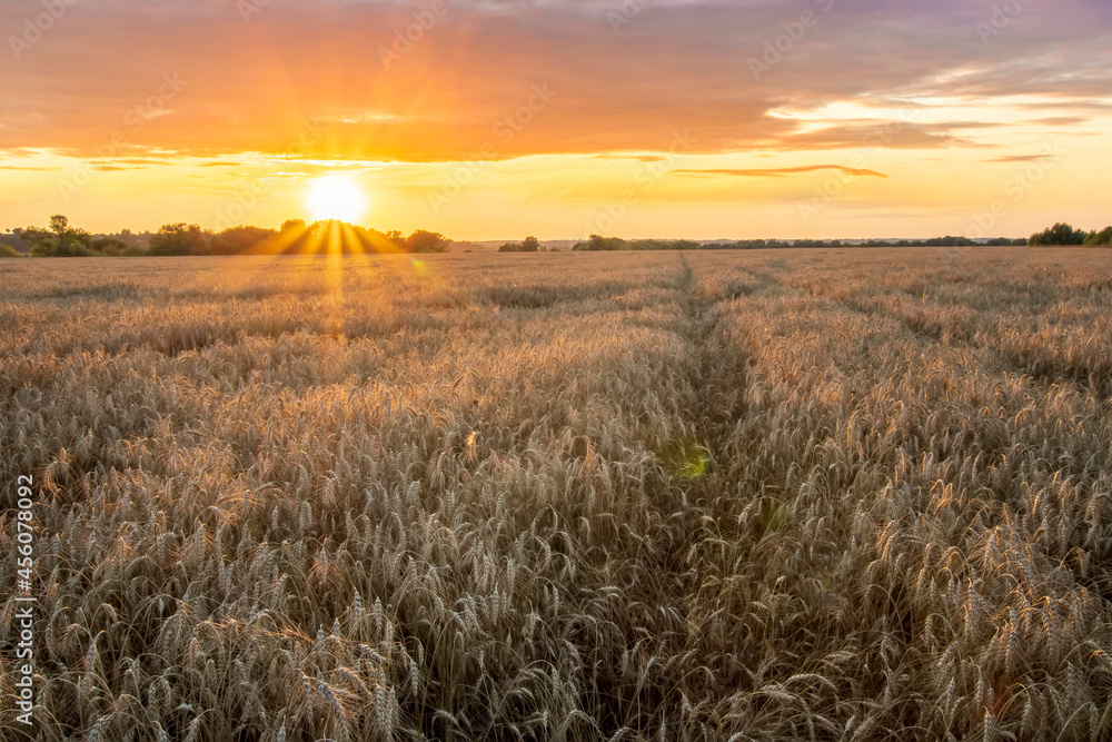 Scenic view at beautiful summer sunset in a wheaten shiny field with golden wheat and sun rays, deep blue cloudy sky, road and rows leading far away, valley landscape
