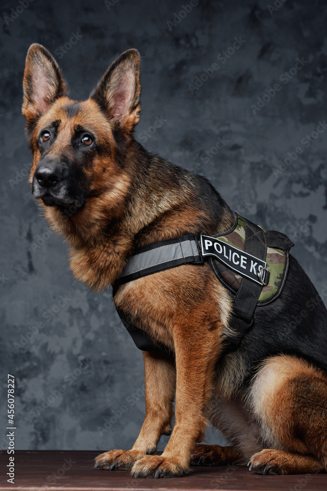 Police german shepherd with uniform against dark background