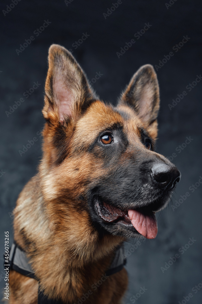Headshot of purebred german shepherd against dark background