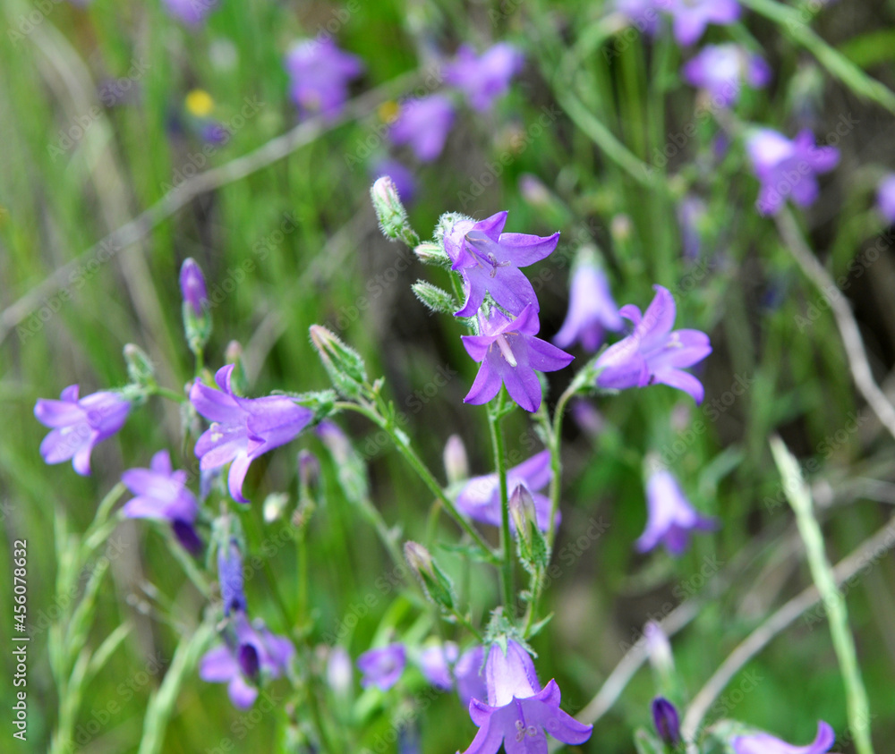 Bells (Campanula) bloom in nature