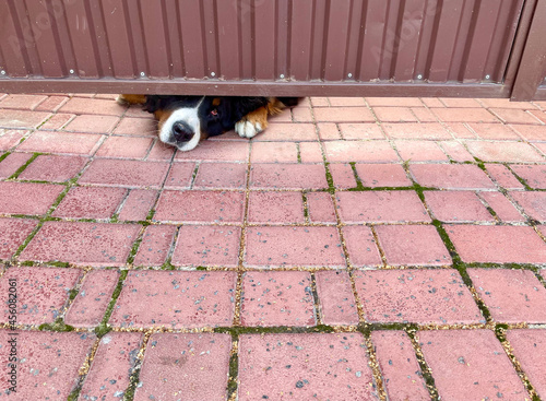 Lonely sad dog is looking from the fence waiting for her hosts. Guard dog protects hosts property. Beware of dog