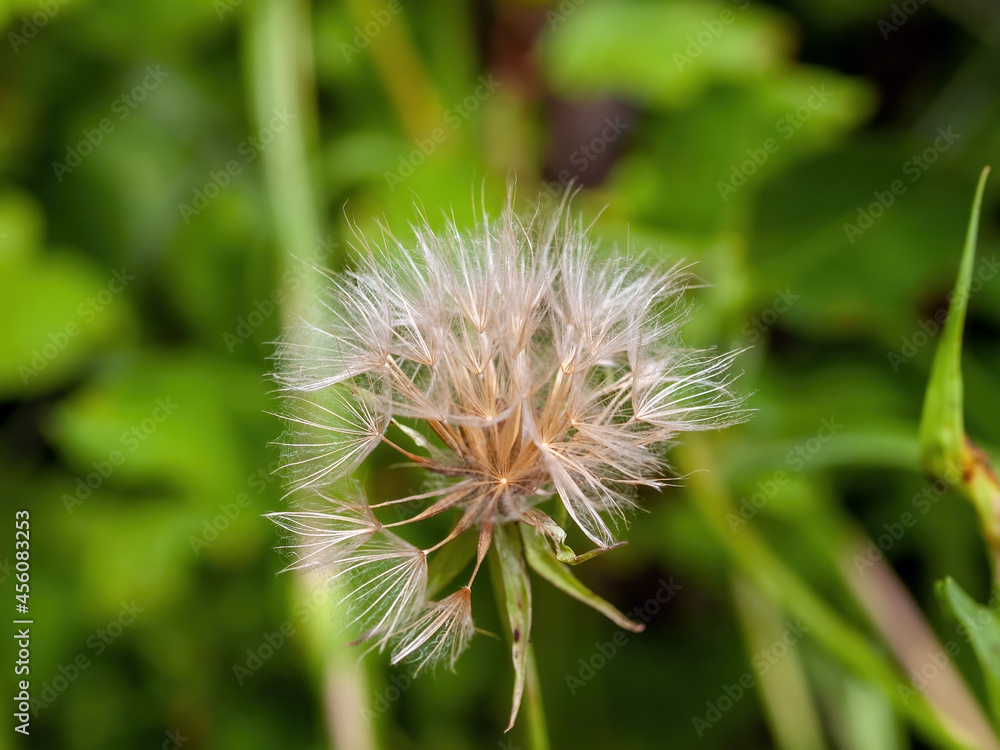 large dandelion among the grass in the garden