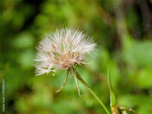 large dandelion among the grass in the garden